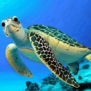 Meet your Posher, Turtle